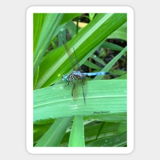 Dragonfly Sticker